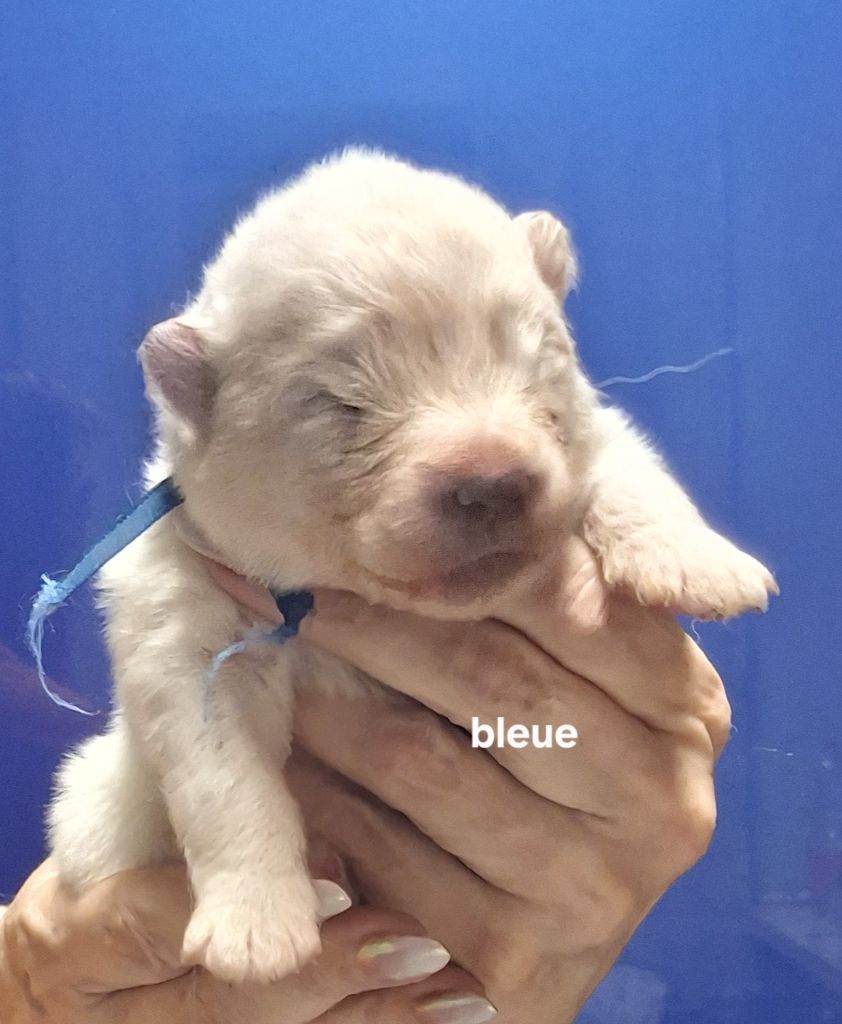 Malischka's Arctic - Chiot disponible  - Samoyède