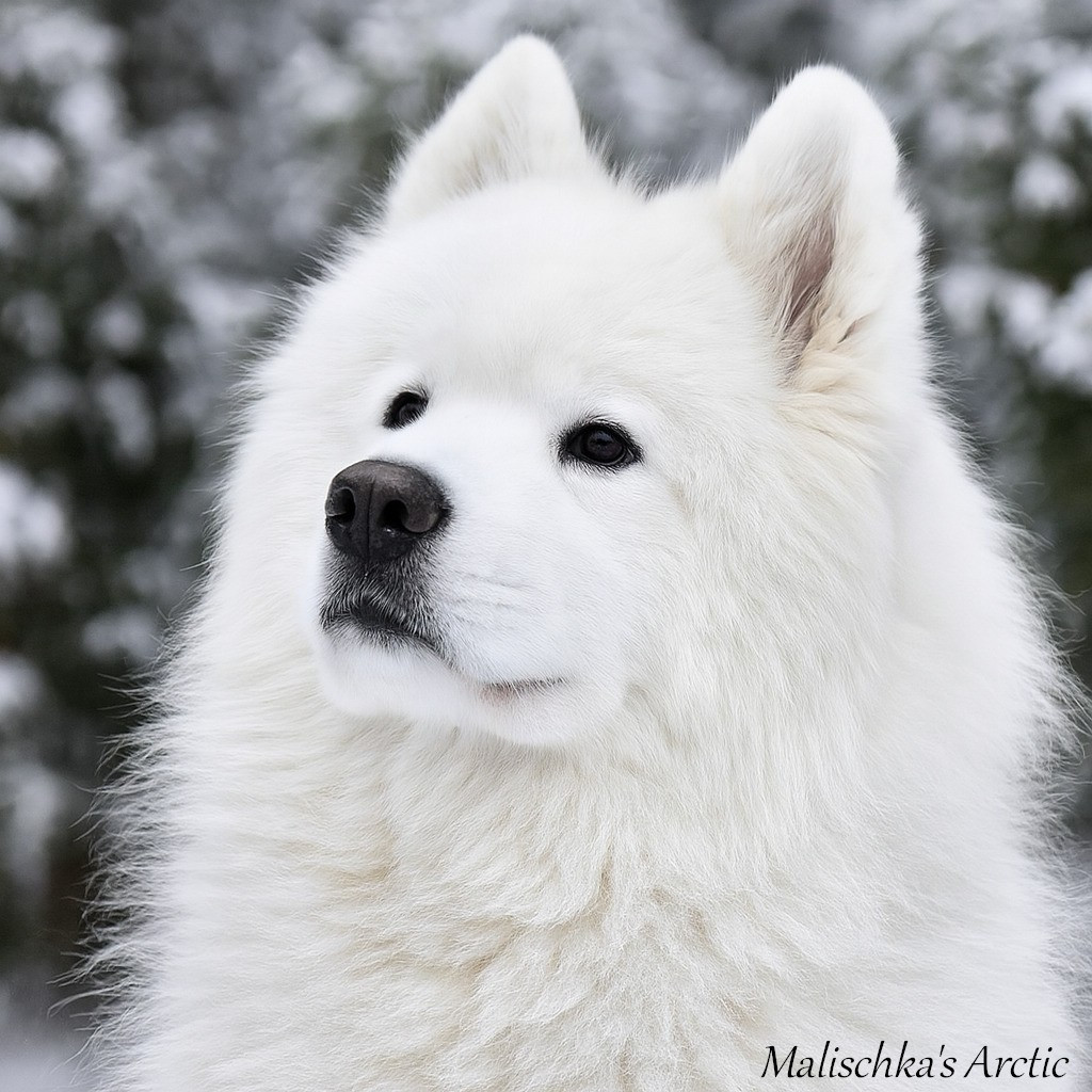 Ukumi ushna charm de Malischka's Arctic