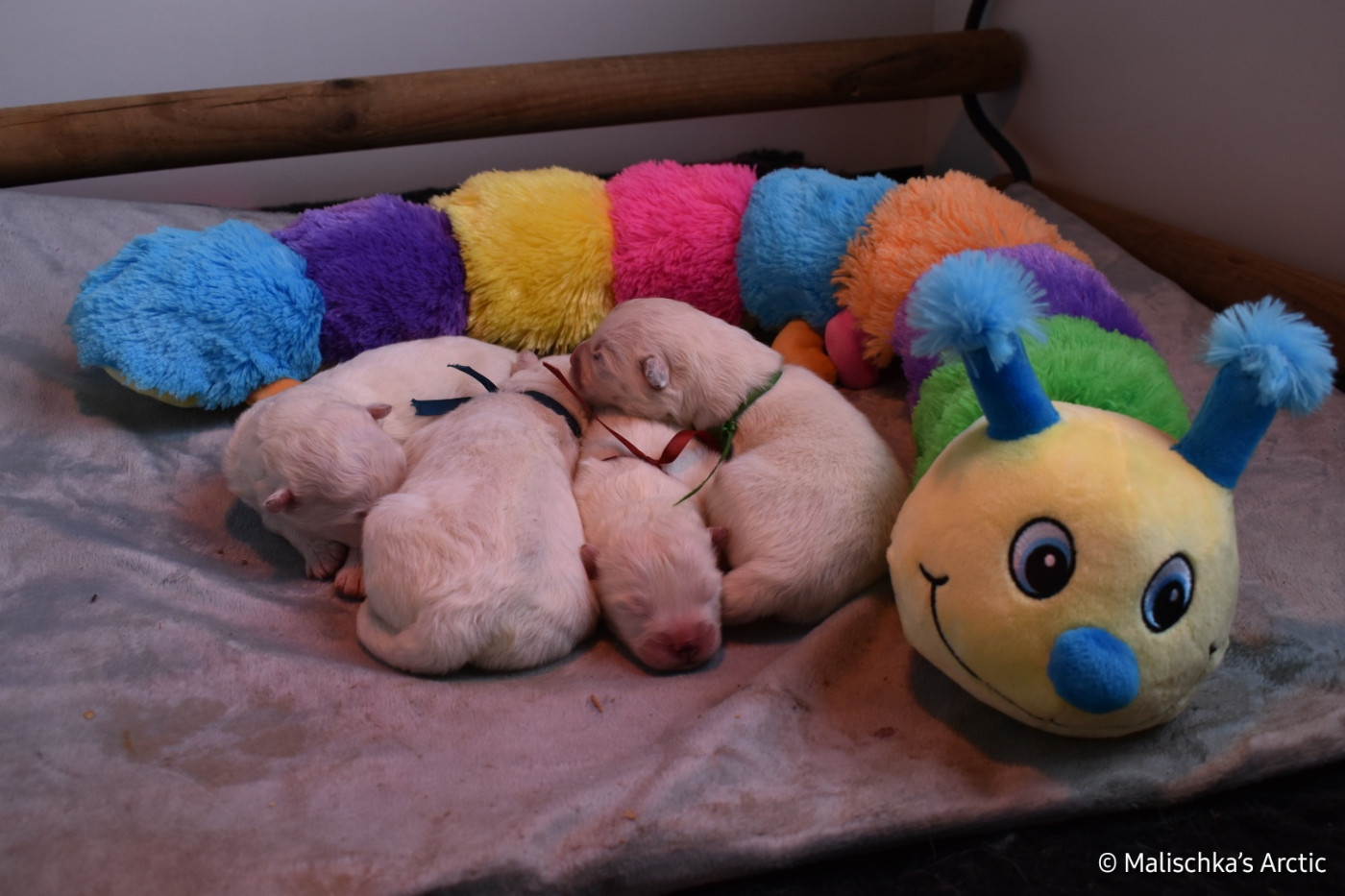 Malischka's Arctic - Chiots disponibles - Samoyède